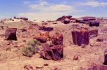 PICTURES/Petrified Forest National Park/t_Petrified Forest1.jpg